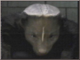 Pic 5